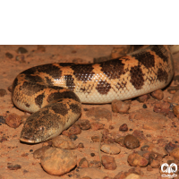 گونه مار بوآی شنی خوزستان Arabian Sand Boa